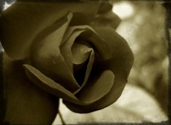 Wallpapers Nature Rose Noire