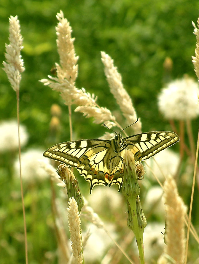 Wallpapers Animals Insects - Butterflies un jour d't....