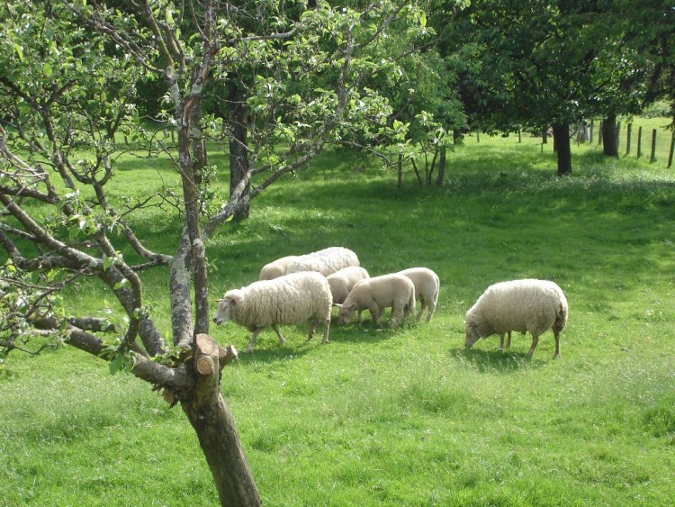 Fonds d'cran Animaux Moutons - Mouflons Moutons