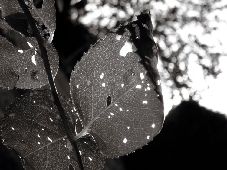 Fonds d'cran Nature Feuilles - Feuillages des petits trous