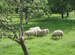 Fonds d'cran Animaux Moutons