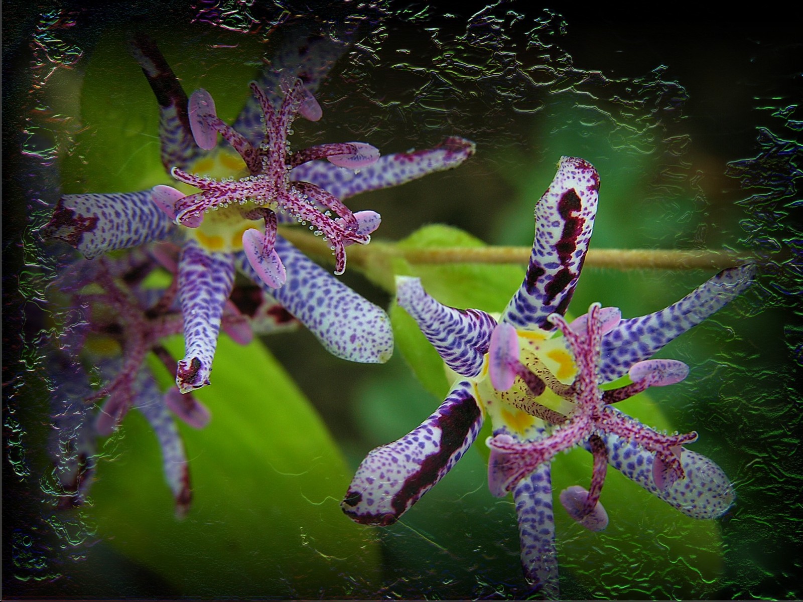 Fonds d'cran Nature Fleurs 