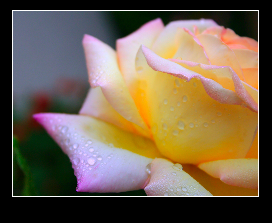 Fonds d'cran Nature Fleurs La rose sur une rose