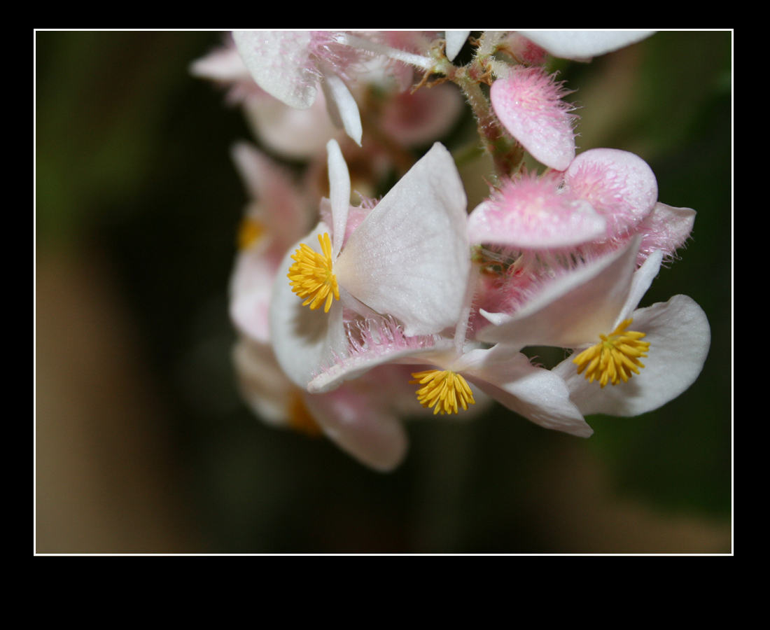 Fonds d'cran Nature Fleurs Fleur