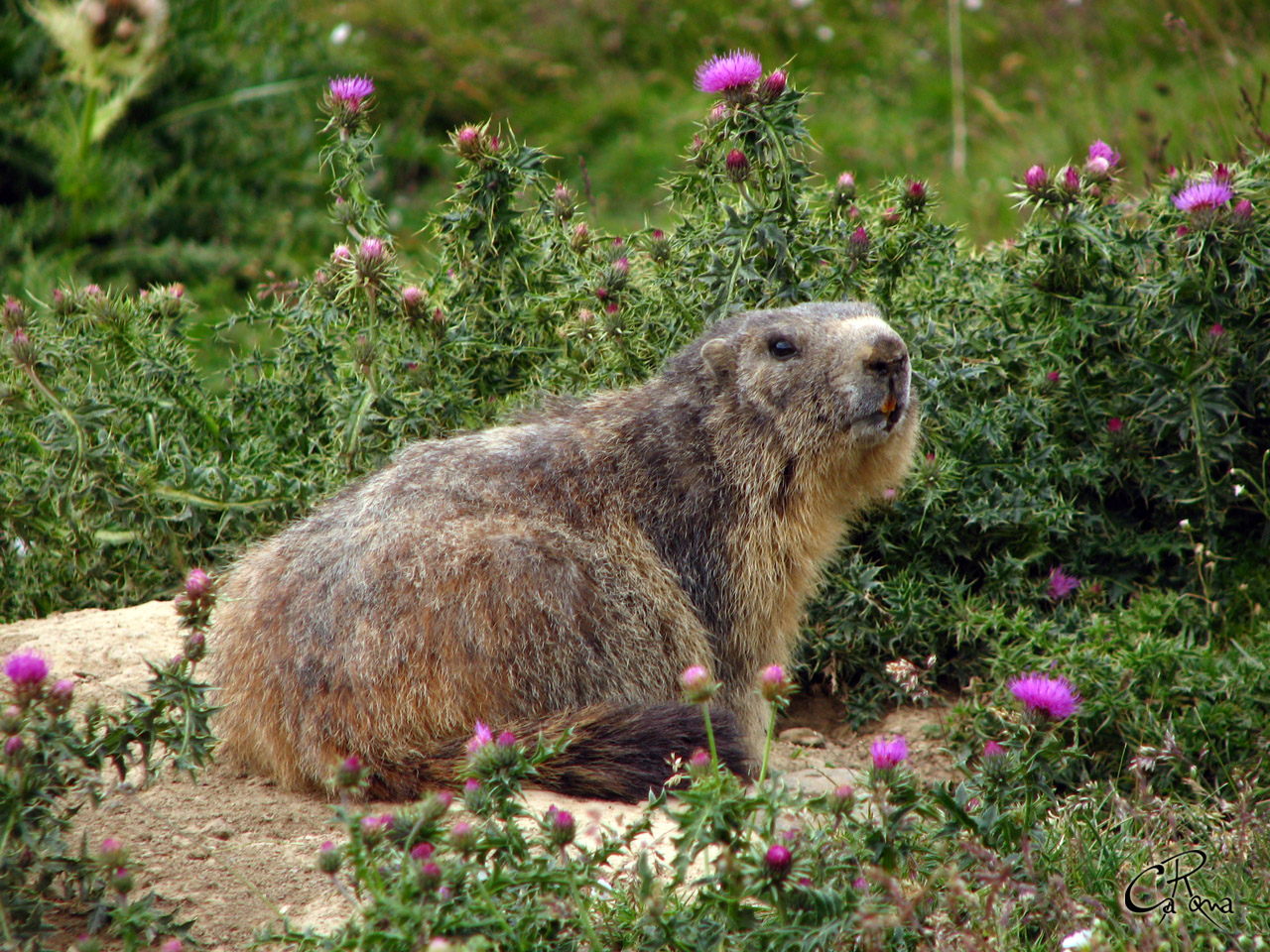 Fonds d'cran Animaux Rongeurs - Divers Marmotte dans chardons