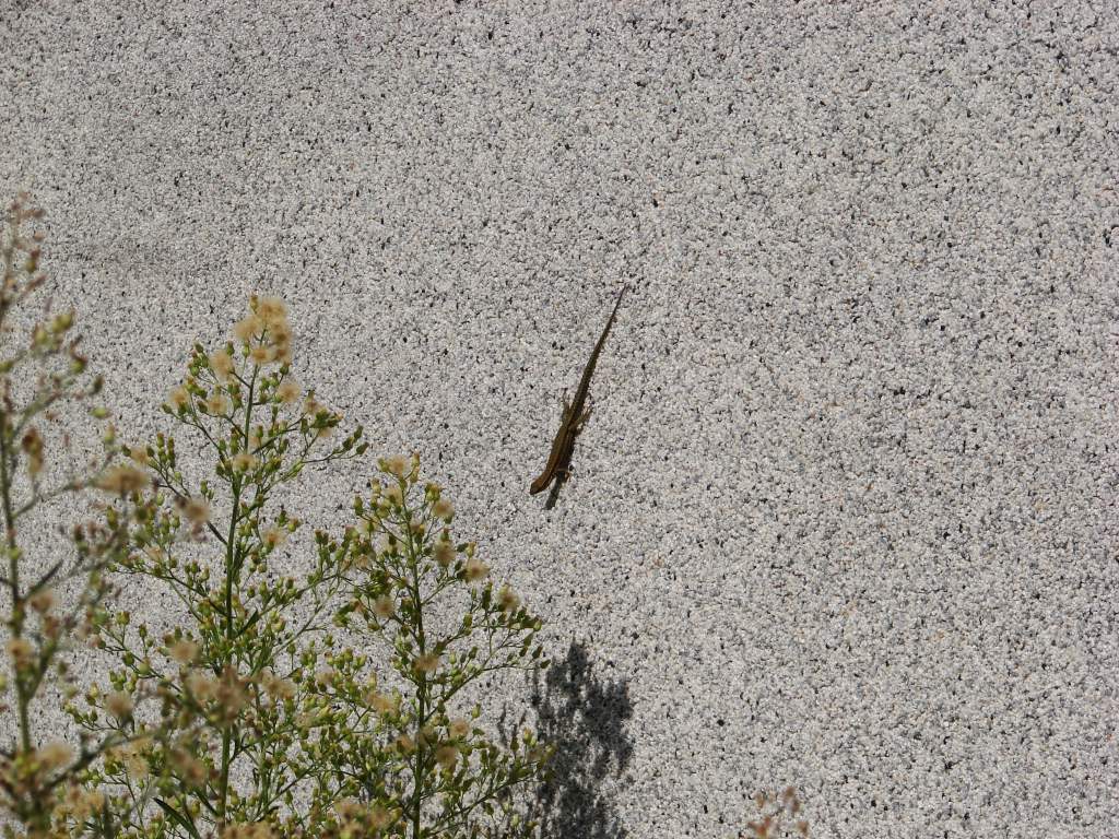 Fonds d'cran Animaux Lzards - Iguanes Un tit lzard