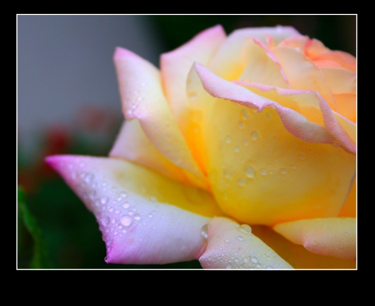 Fonds d'cran Nature Fleurs La rose sur une rose