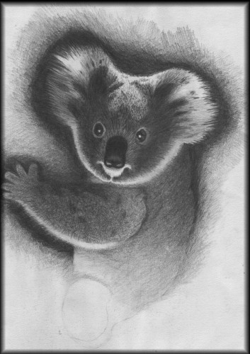 Fonds d'cran Art - Crayon Animaux - Koala Mom Koala