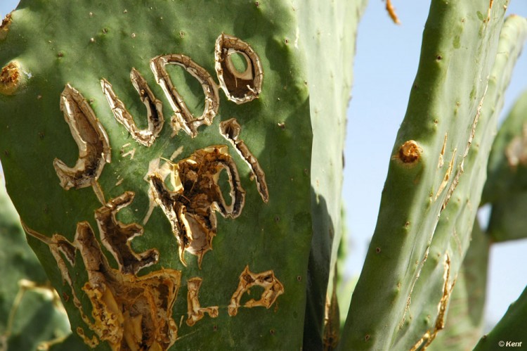 Fonds d'cran Nature Fleurs Cactus, Marrakech