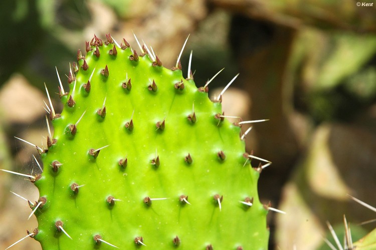 Wallpapers Nature Flowers Cactus, Marrakech