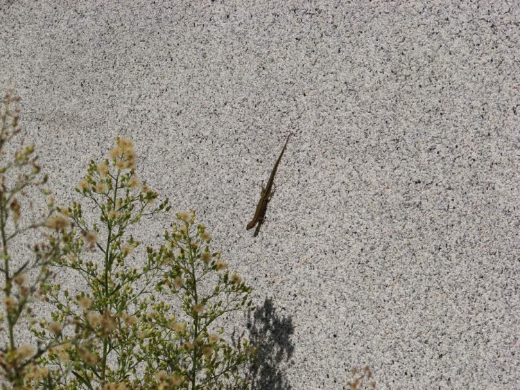 Fonds d'cran Animaux Lzards - Iguanes Un tit lzard