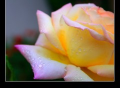 Wallpapers Nature La rose sur une rose