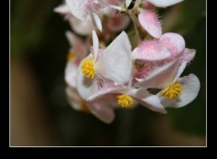 Fonds d'cran Nature Fleur