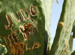 Wallpapers Nature Cactus, Marrakech