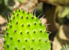 Fonds d'cran Nature Cactus, Marrakech