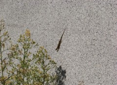 Fonds d'cran Animaux Un tit lzard