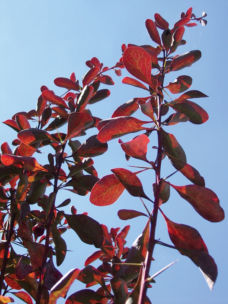 Fonds d'cran Nature Feuilles - Feuillages 