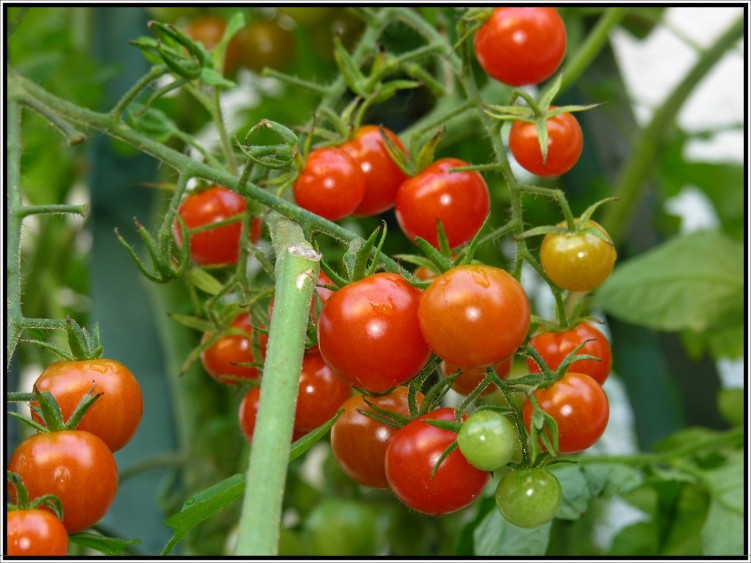 Wallpapers Nature Fruits Tomates cerises