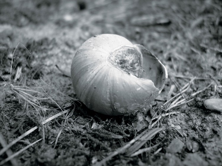 Fonds d'cran Nature Coquillages - Coquilles coquille d'escargot