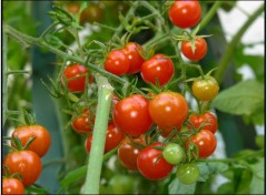 Wallpapers Nature Tomates cerises