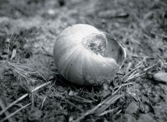 Fonds d'cran Nature coquille d'escargot