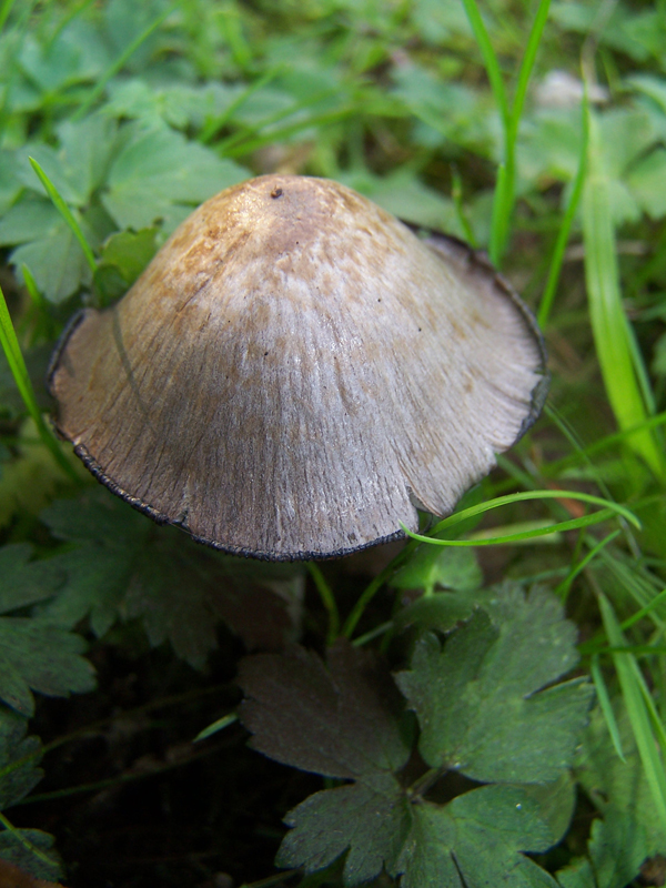 Fonds d'cran Nature Champignons 