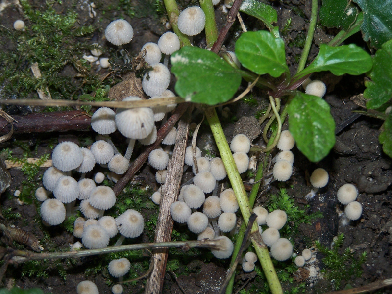 Fonds d'cran Nature Champignons 