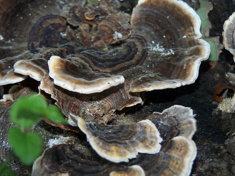 Fonds d'cran Nature Champignons 