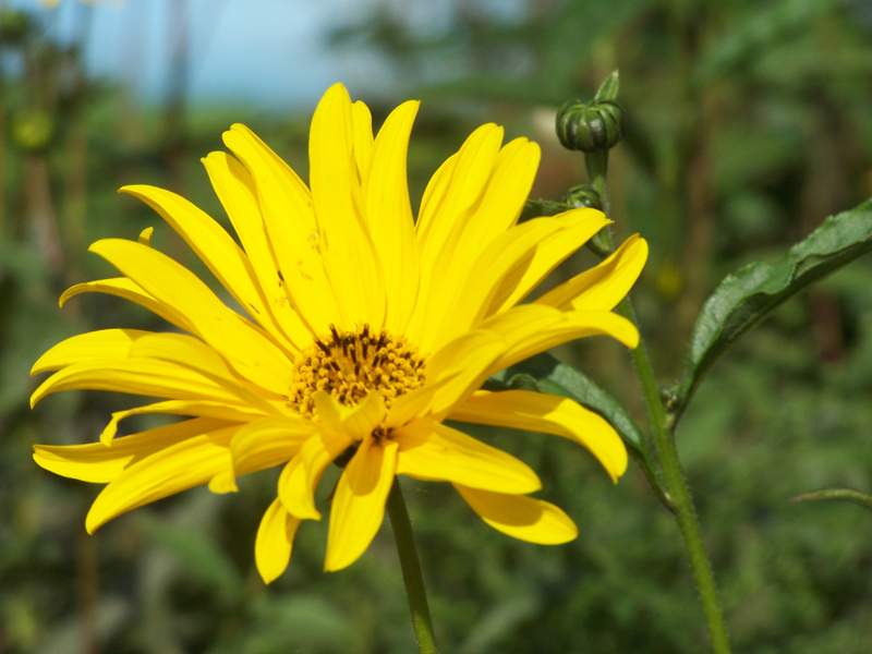 Fonds d'cran Nature Fleurs 