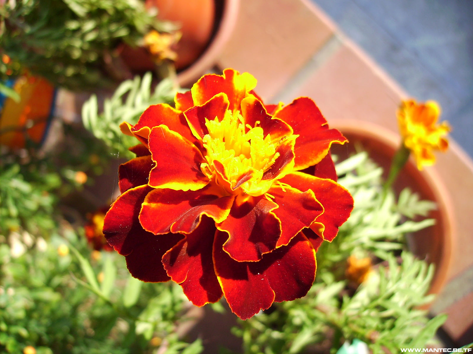 Fonds d'cran Nature Fleurs Fleur rouge