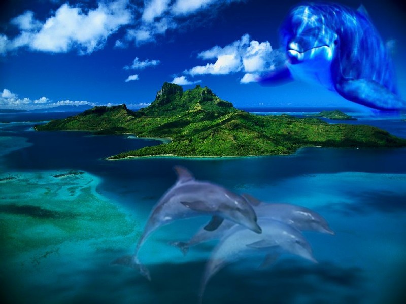 Wallpapers Animals Sealife - Dolphins dauphins