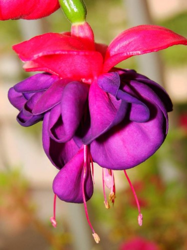 Fonds d'cran Nature Fleurs fushia