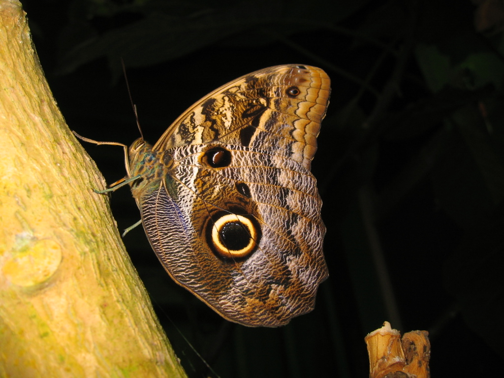 Fonds d'cran Animaux Insectes - Papillons papillon