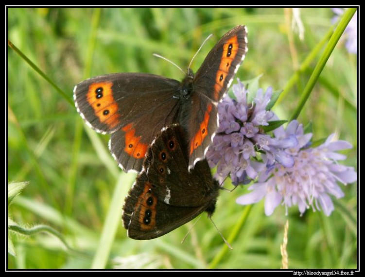 Fonds d'cran Animaux Insectes - Papillons Papillons