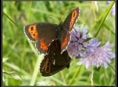 Fonds d'cran Animaux Papillons