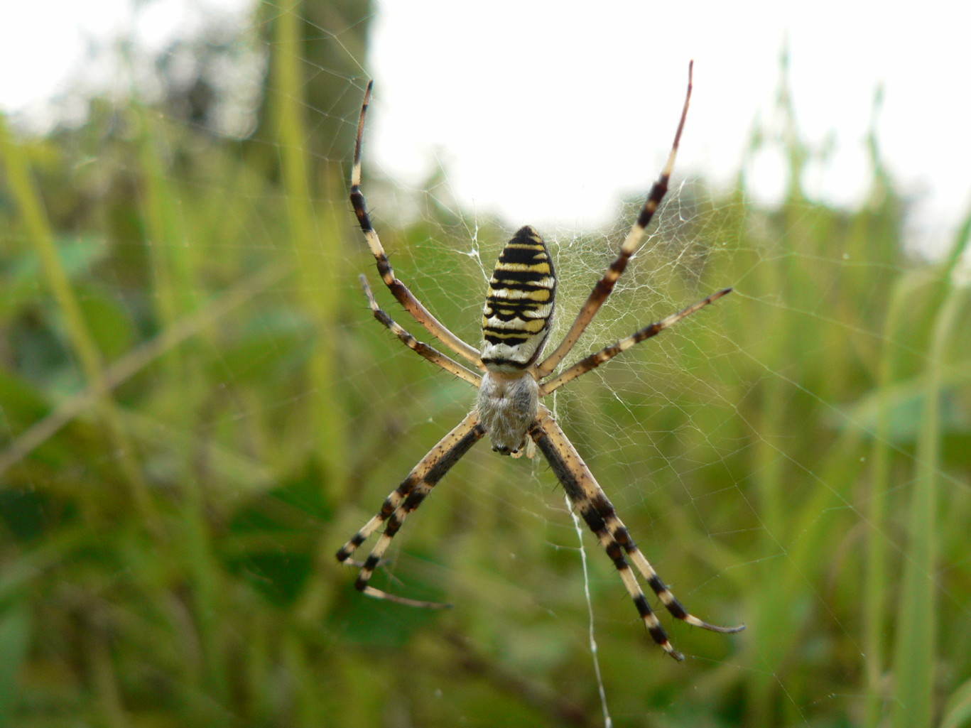 Wallpapers Animals Spiders 