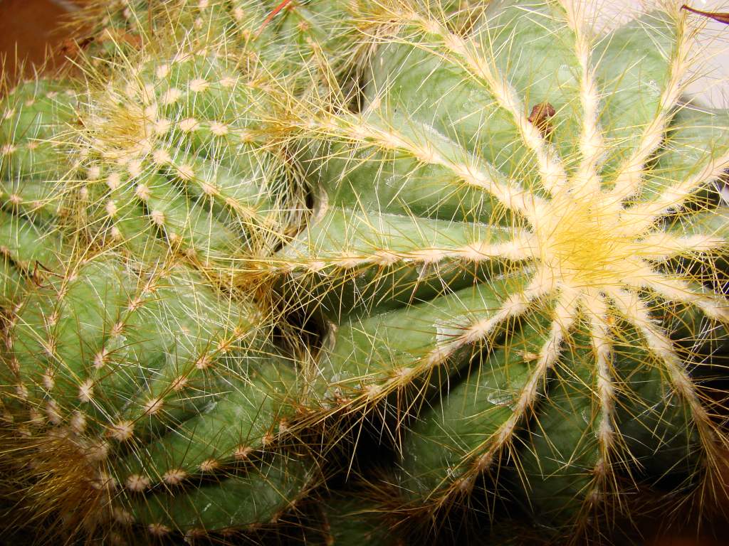 Fonds d'cran Nature Plantes - Arbustes Un Cactus