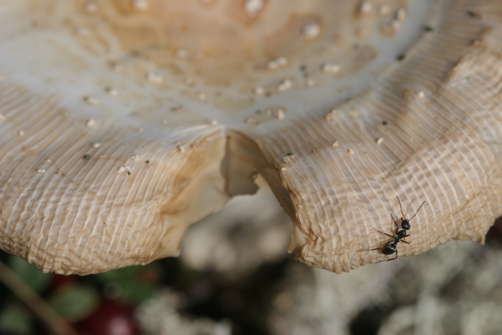 Wallpapers Nature Mushrooms 