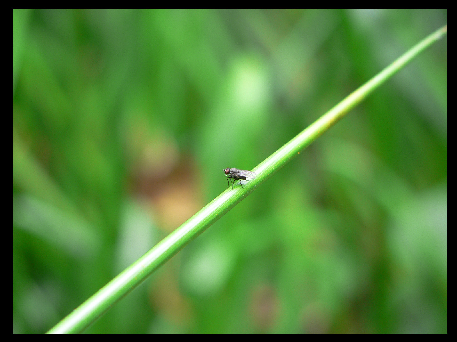 Wallpapers Animals Insects - Flies 