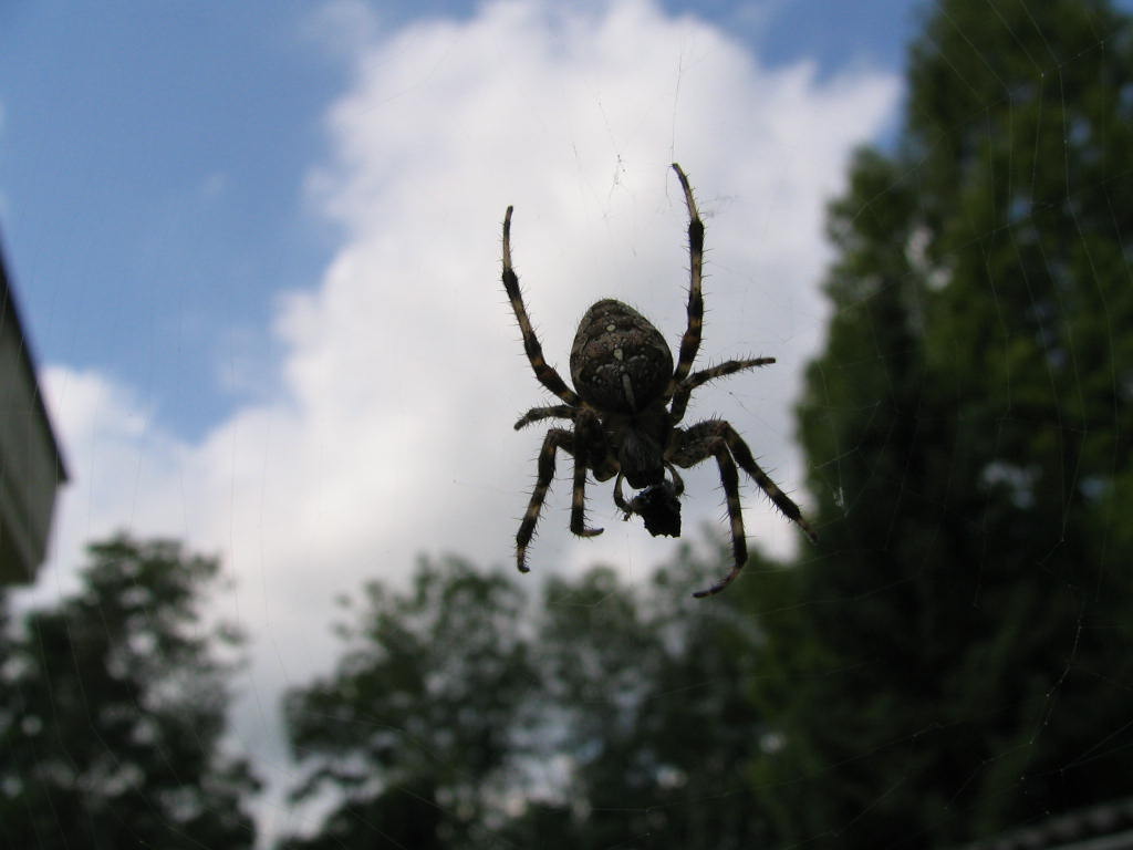 Fonds d'cran Animaux Araignes ARAIGNEES