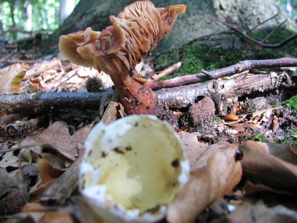 Wallpapers Nature Mushrooms CHAMPIGNON