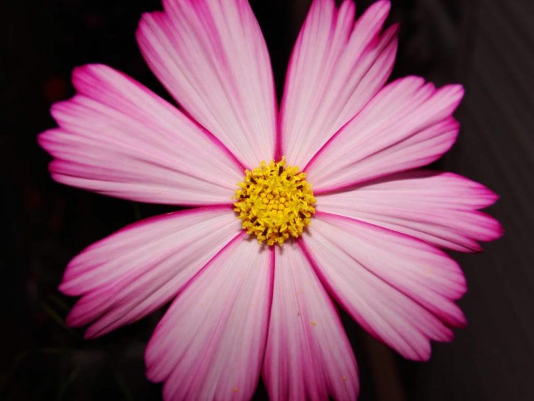 Fonds d'cran Nature Fleurs Soleil Rose