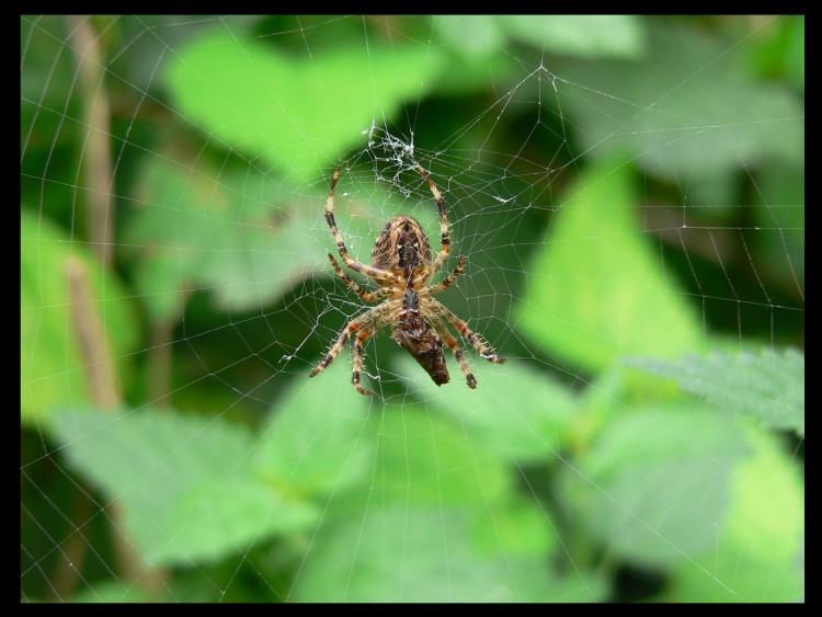 Wallpapers Animals Spiders Wallpaper N151676