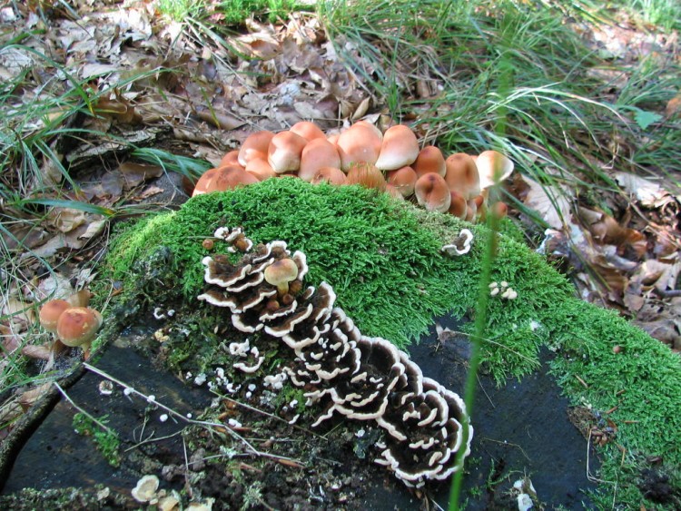 Fonds d'cran Nature Champignons CHAMPIGNON