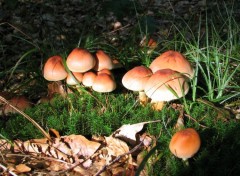 Fonds d'cran Nature CHAMPIGNON