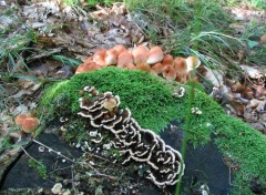 Fonds d'cran Nature CHAMPIGNON