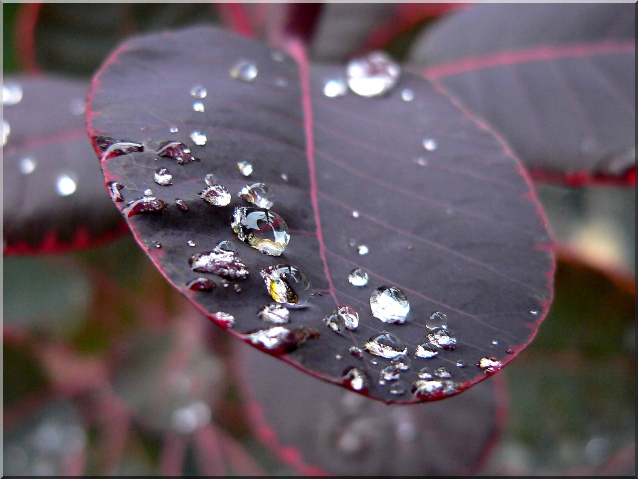 Fonds d'cran Nature Feuilles - Feuillages 