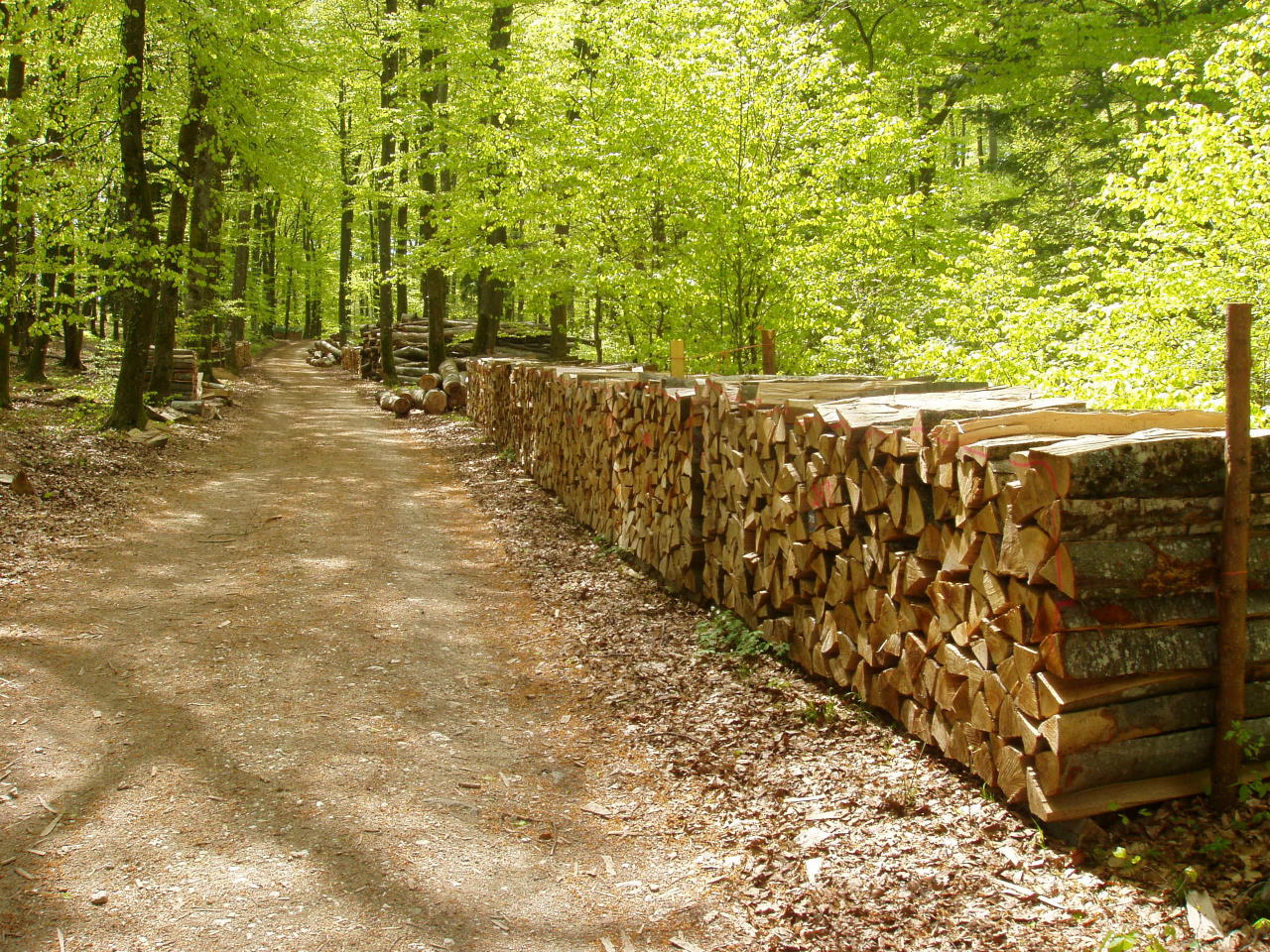 Fonds d'cran Nature Arbres - Forts Au bout du chemin