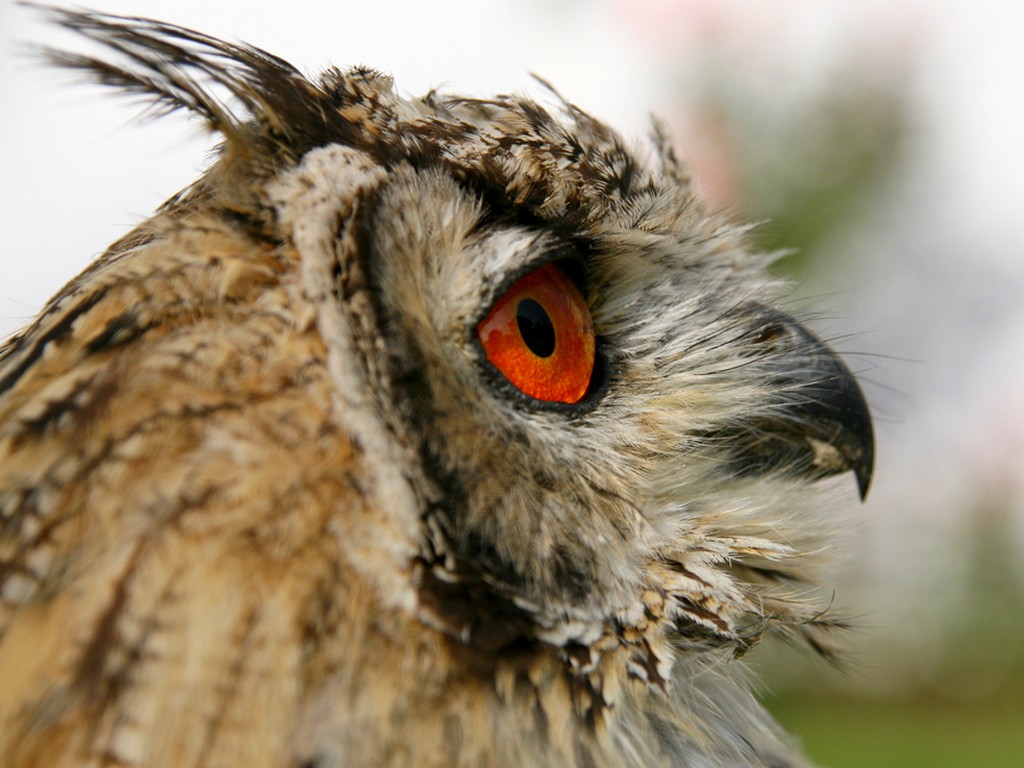 Fonds d'cran Animaux Oiseaux - Rapaces divers grand duc