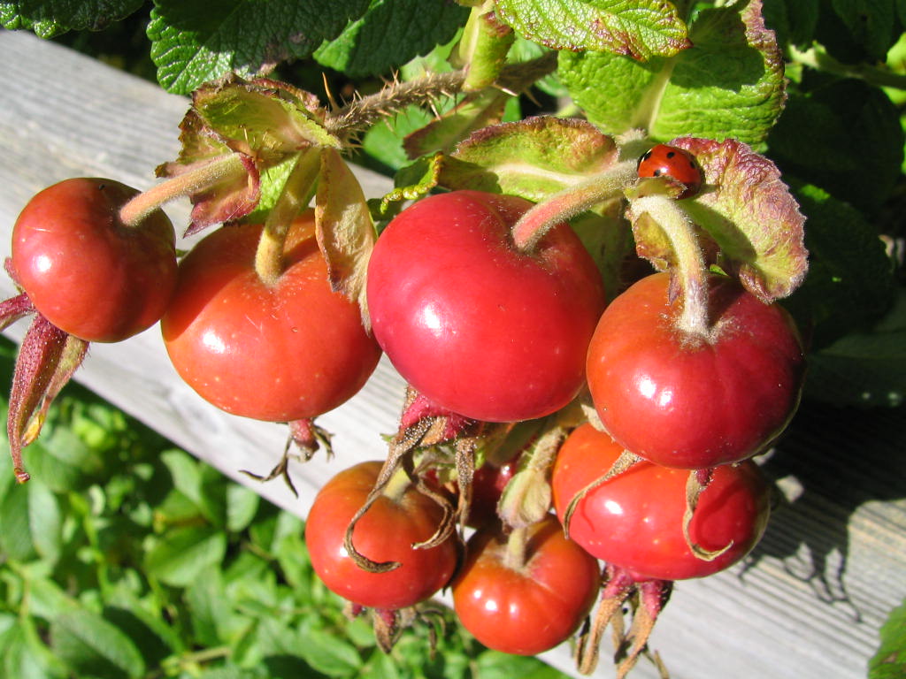 Fonds d'cran Nature Fruits FLEURS SAUVAGES